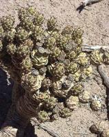 Tephrocactus articulatus minimus VG-673.jpg