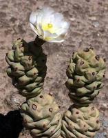 Tephrocactus articulatus v. inermis aff.VG-814.jpg