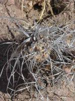 Tephrocactus articulatus v. papyracanthus VG-387.jpg