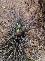 Tephrocactus articulatus v. papyracanthus VG-388.jpg