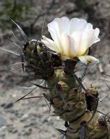 Tephrocactus articulatus v. papyracanthus VG-657.jpg