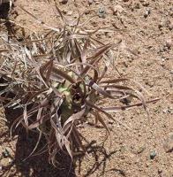 Tephrocactus articulatus v.papyracanthus VG-193.jpg