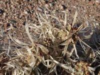 Tephrocactus articulatus v.papyracanthus VG-385.jpg