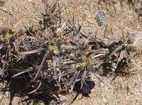 Tephrocactus articulatus v.papyracanthus VG-820.jpg