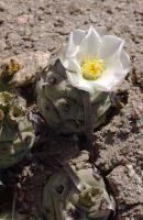 Tephrocactus articulatus.VG-200.jpg