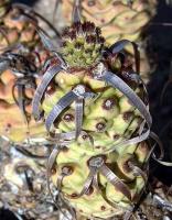 Tephrocactus articulatus.VG-386.jpg