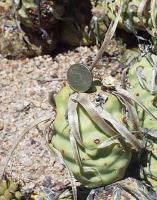 Tephrocactus articulatus.VG-400a.jpg