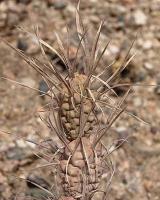 Tephrocactus articulatus.VG-812.jpg