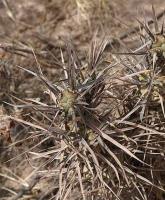 Tephrocactus articulatus.VG-813.jpg