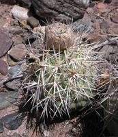 Tephrocactus fiambalensis n.n. VG-1045.jpg