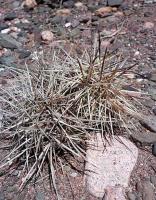 Tephrocactus fiambalensis n.n. VG-1046.jpg
