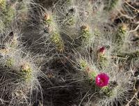 Tephrocactus weberi VG-240a.jpg