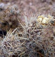 Tephrocactus weberi v. dispar VG-368.jpg