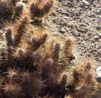 Tephrocactus weberi v. dispar VG-90.jpg