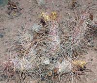 Tephrocactus weberi v. setiger aff.VG-582.jpg