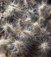 Tephrocactus weberi v. setiger aff.VG-752.jpg