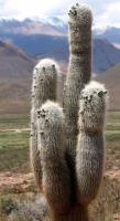 Trichocereus pasacana VG-999.JPG