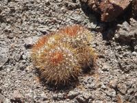 Copiapoa-imperialis-1.jpg