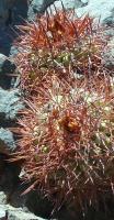 Copiapoa-rubispina-1.jpg