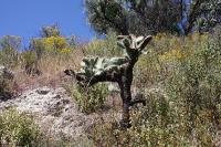 003_opuntia.jpg