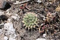 004_mammillaria_uncinata.jpg