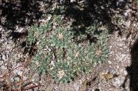 005_mammillaria_magnimamma.jpg