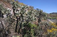 006_cylindropuntia_imbricata.jpg