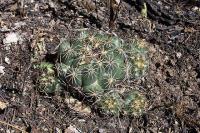 007_coryphantha_cornifera.jpg