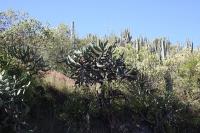 009_myrtillocactus_geometrizans.jpg