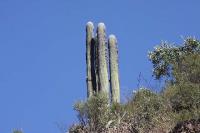 010_cephalocereus_senilis.jpg