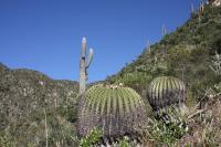 011_echinocactus_platyacanthus.jpg