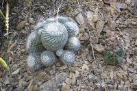 012_mammillaria_geminispina.jpg