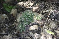 013_mammillaria_longimamma.jpg