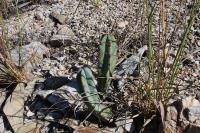 014_myrtillocactus_geometrizans.jpg