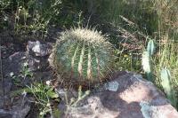 015_ferocactus_hystrix.jpg