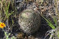016_mammillaria_obconella.jpg
