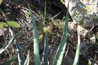 017_opuntia.jpg