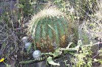 018_mammillaria_geminispina.jpg