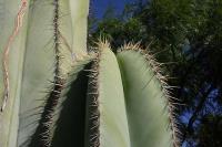 019_stenocereus_dumortieri.jpg