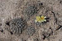 pa_022_coryphantha_palmeri.jpg