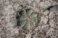pa_023_echinocactus_horizonthalonius.jpg