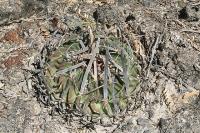 pa_024_echinofossulocactus_pentacanthus.jpg