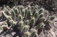 pa_025_echinocereus_cinerascens_ssp._tulensis.jpg