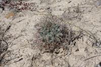 pa_026_glandulicactus_uncinatus.jpg
