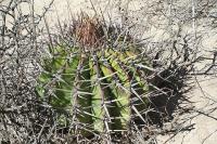 pa_027_echinocactus_platyacanthus.jpg