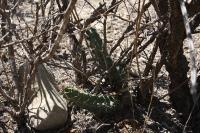 pa_028_echinocereus_pentalophus.jpg