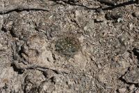pa_029_mammillaria_picta.jpg