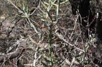 pa_030_cylindropuntia_leptocaulis.jpg