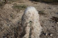 pa_031_pilosocereus_palmeri.jpg