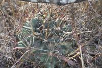pa_032_glandulicactus_uncinatus.jpg